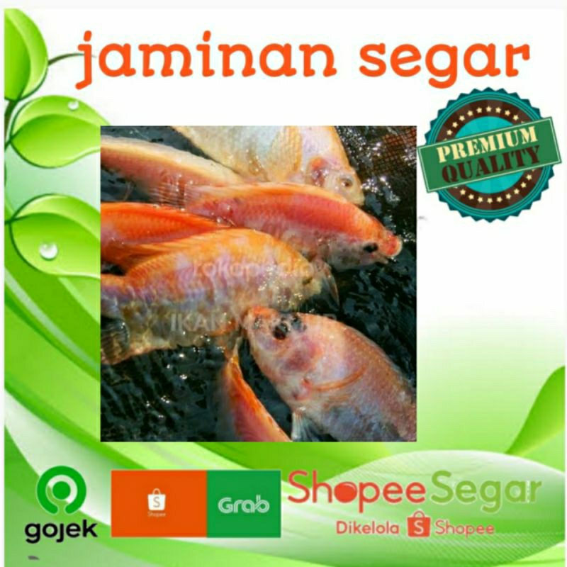 

IKAN NILA HIDUP