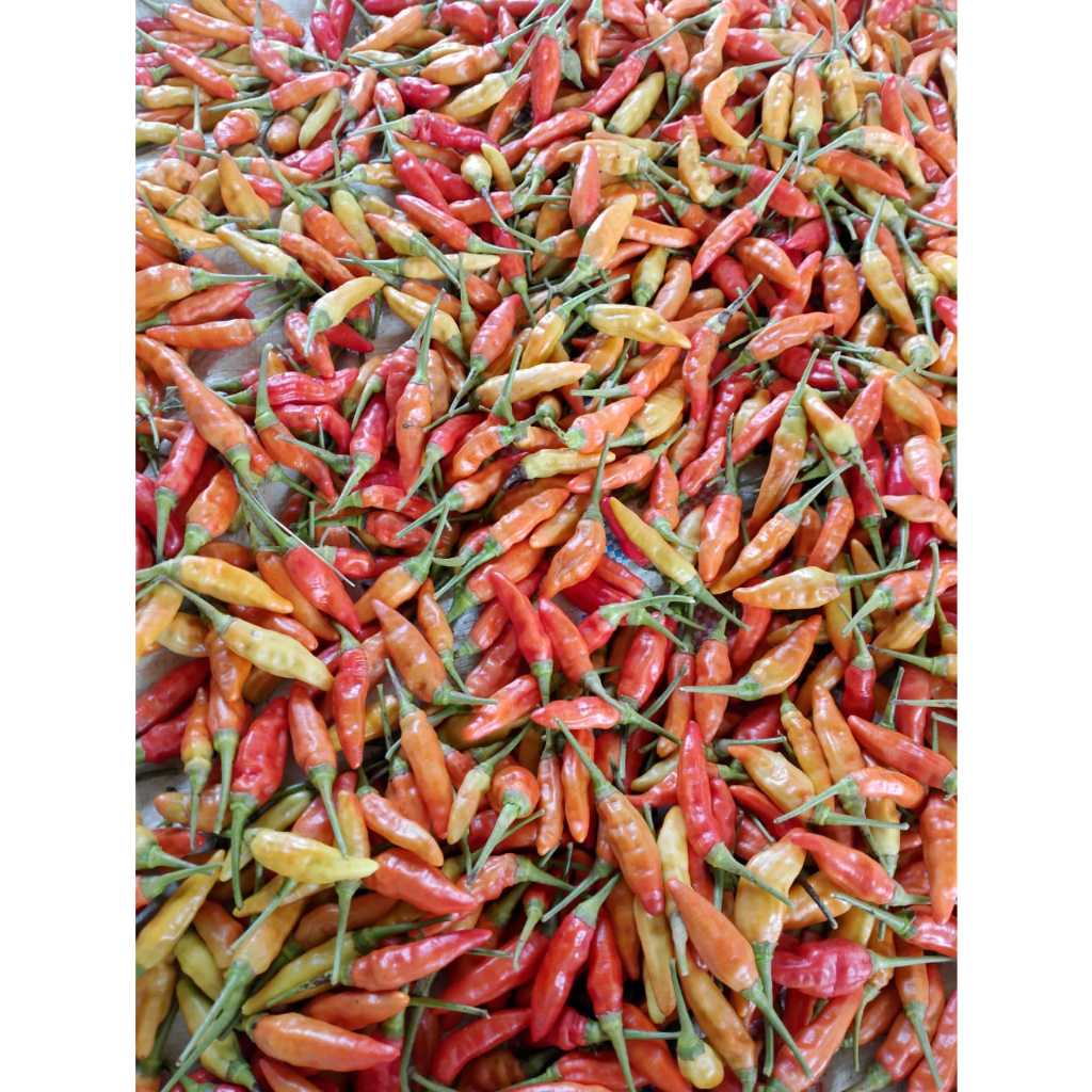 

Cabai Rawit Merah Asli Pedas