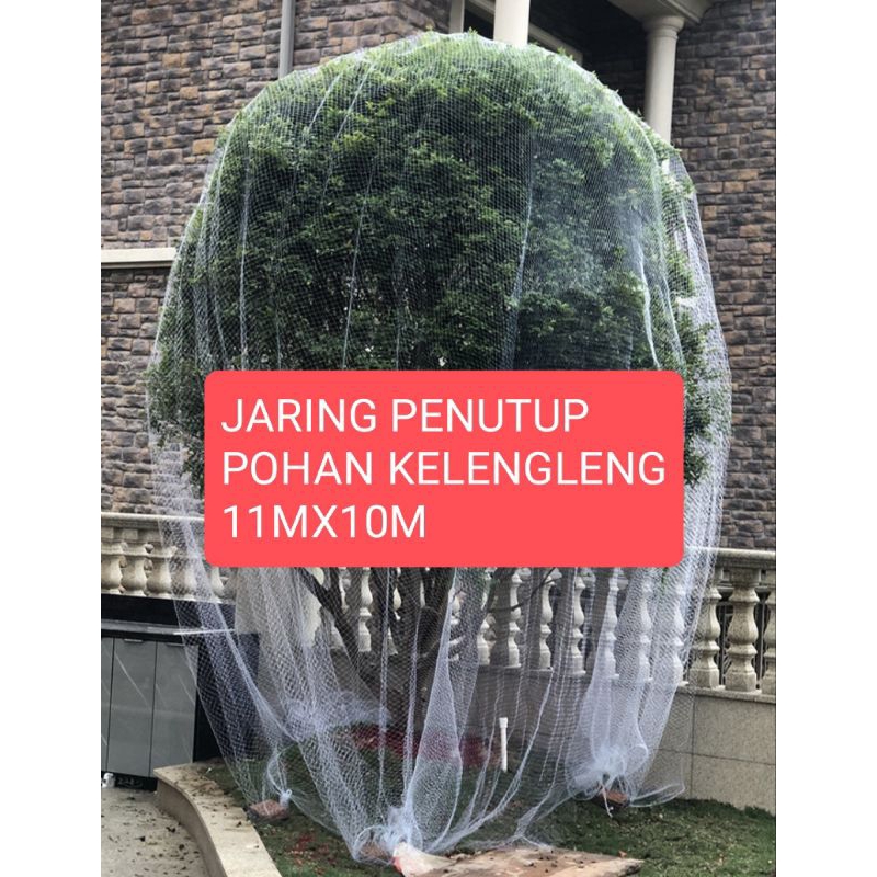 Jaring pengaman tanaman buah kelengkeng  dari hama burung kelelawar 11mx 10m jaring pertanian jari k