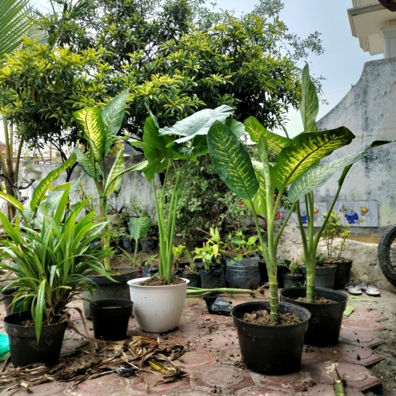 tanaman sri rejeki JUMBO