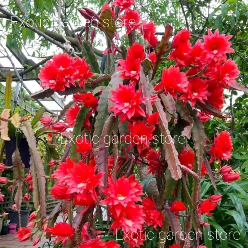 wijaya kusuma hybrid/import(epiphyllum id ACKERMANNII HYBRIDUS ) 100% original bergaransi sampai mek