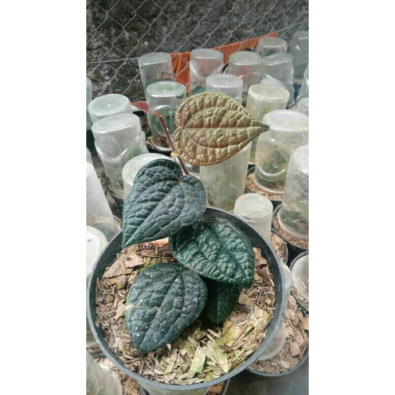 SIRIH HITAM ORIGINAL