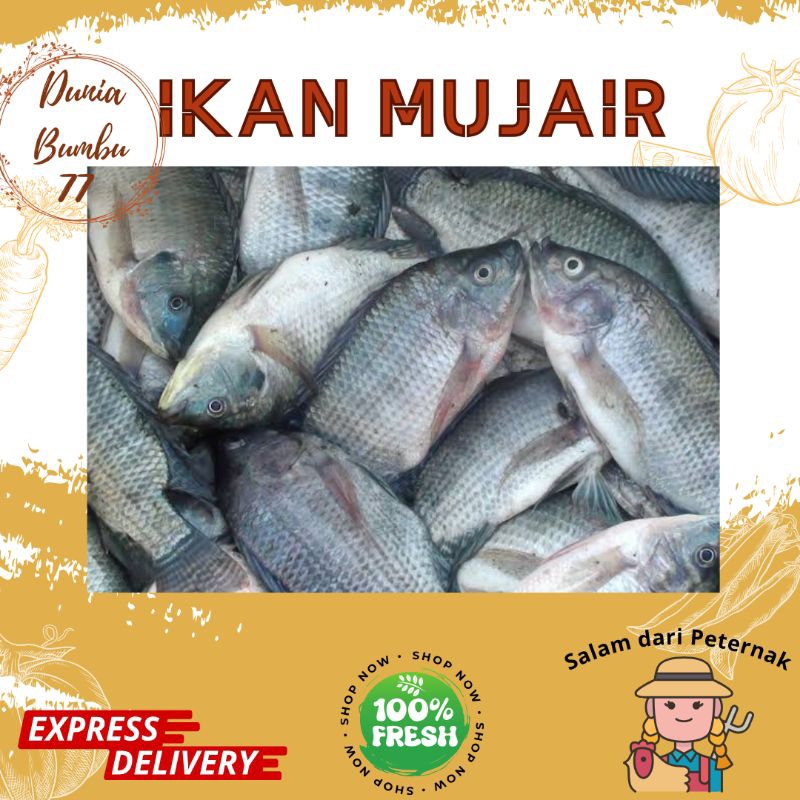 

Ikan Mujair 1 Kg