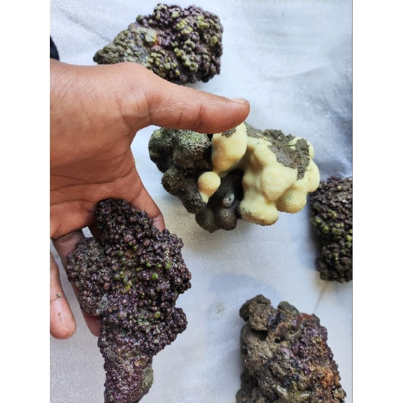 5 biji live rock super aquarium air laut