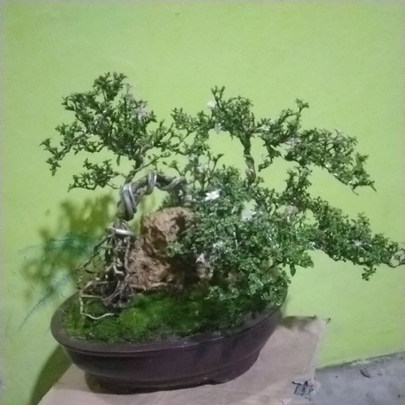 bonsai melati merten jepang parigata