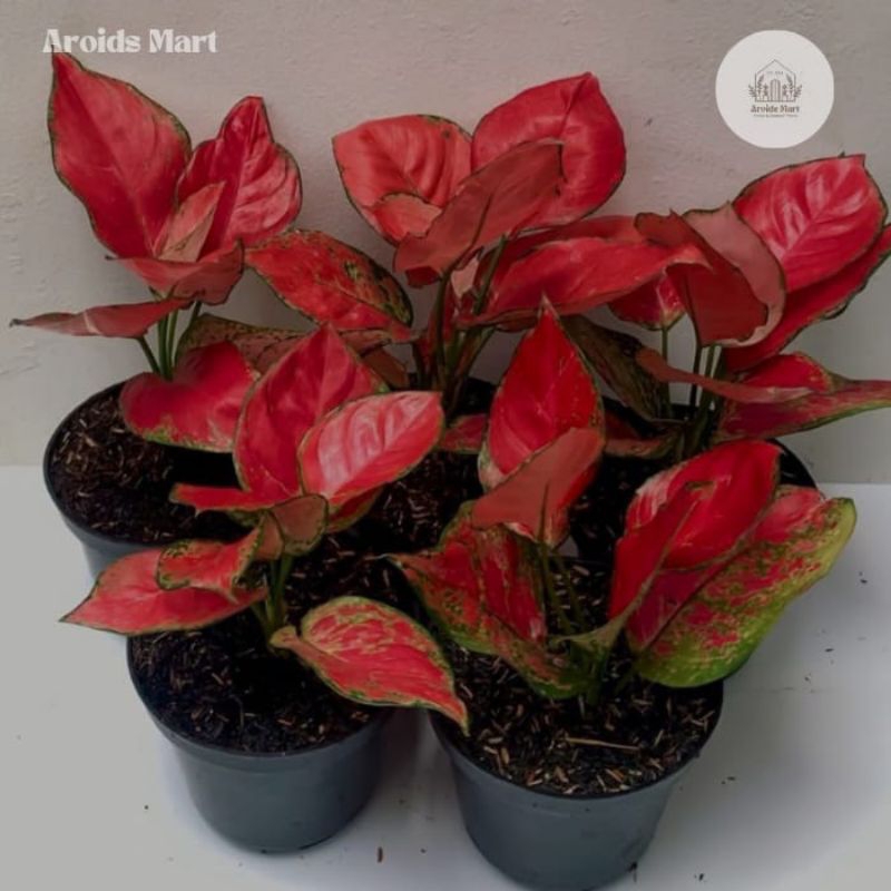 Aglonema Red Anjamani - Tanaman hias Aglonema Red Anjamani
