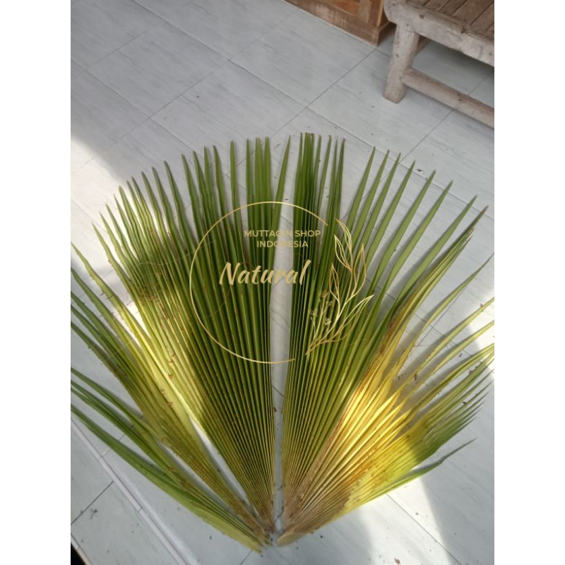 

Daun Lontar / Ental / Siwalan SEDANG / Ibung Bali (1 Pucuk FULL) BASAH