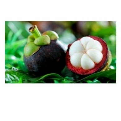 

buah manggis
