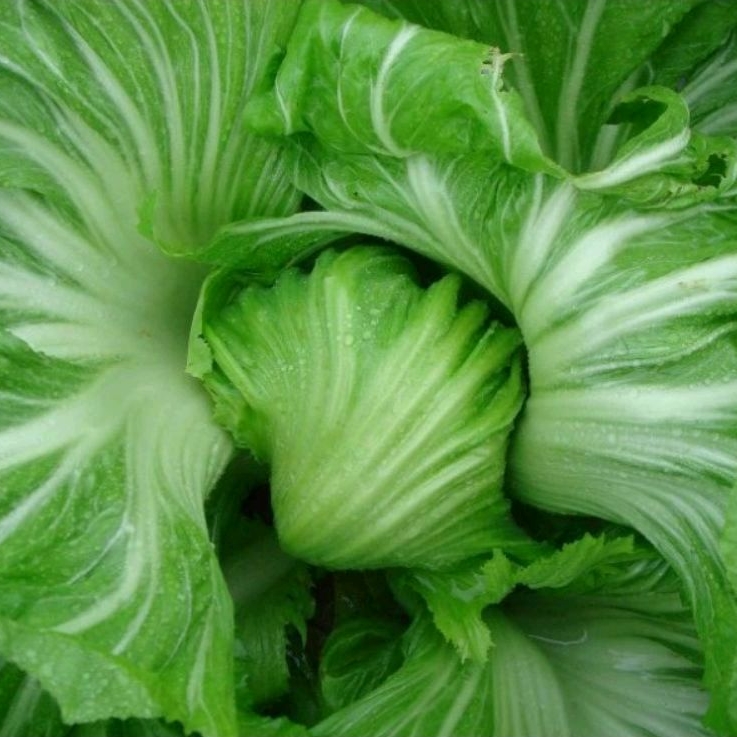 50 Biji - Benih Sawi Pahit Mustard Glory F1 - Bibit Tanaman Sayur Sayuran