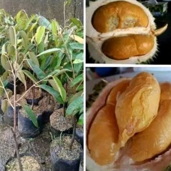 Bibit Durian (DuriHitam/Musang King/SuperTembaga)