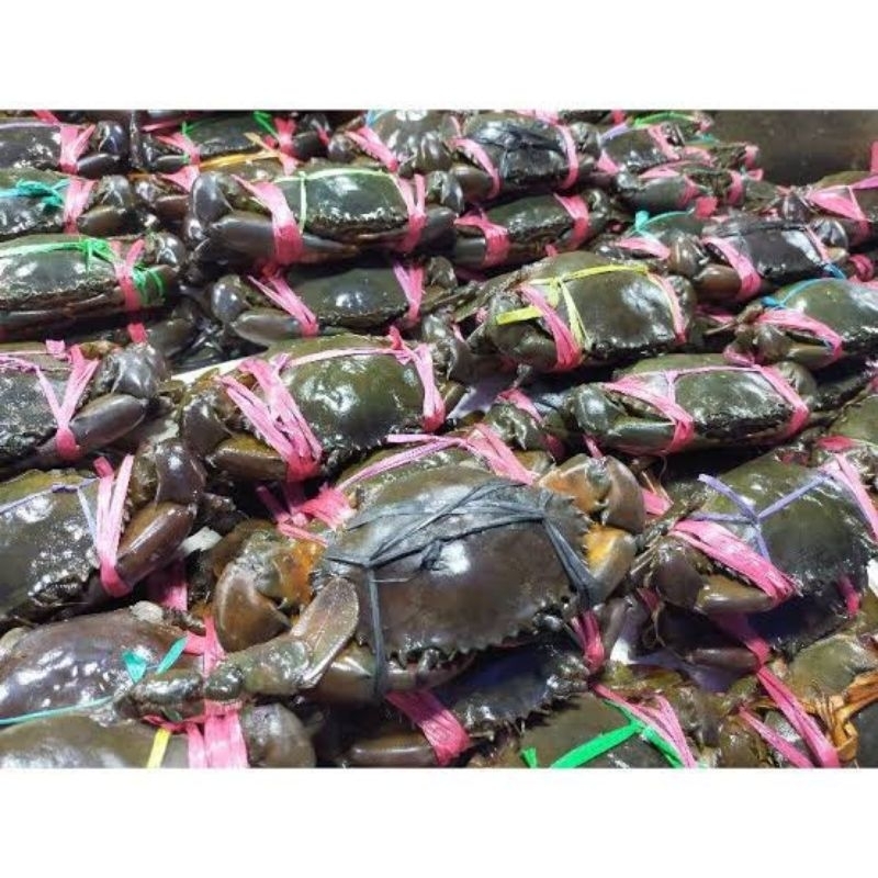 

kepiting hijau - seafood solo