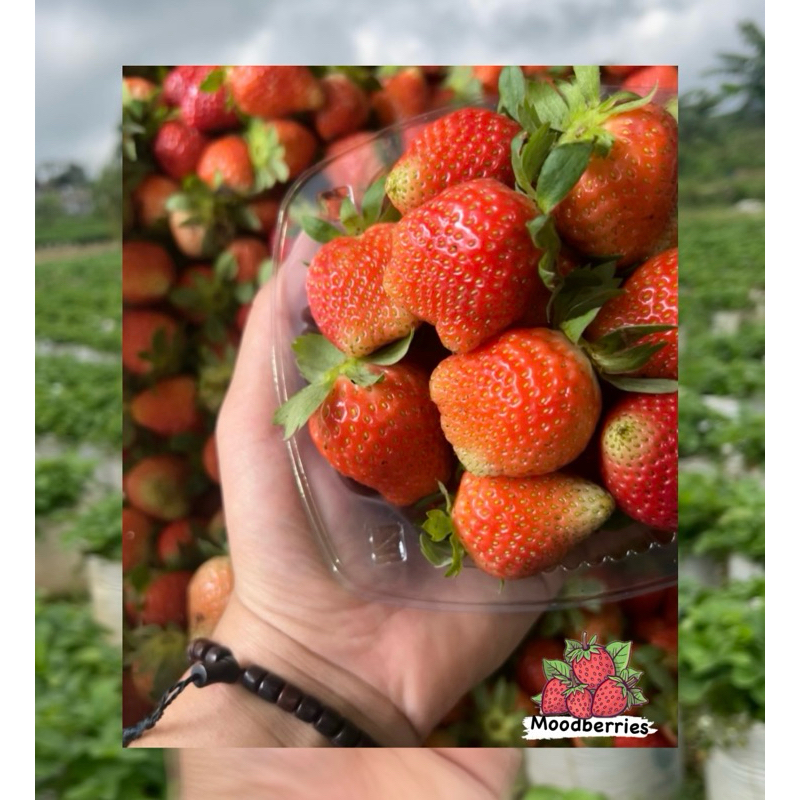 

Strawberry Fresh Size A (1kg)