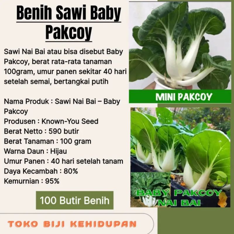 BIJI BENIH SAWI BABY PAKCOY/SAWI NAI BAI