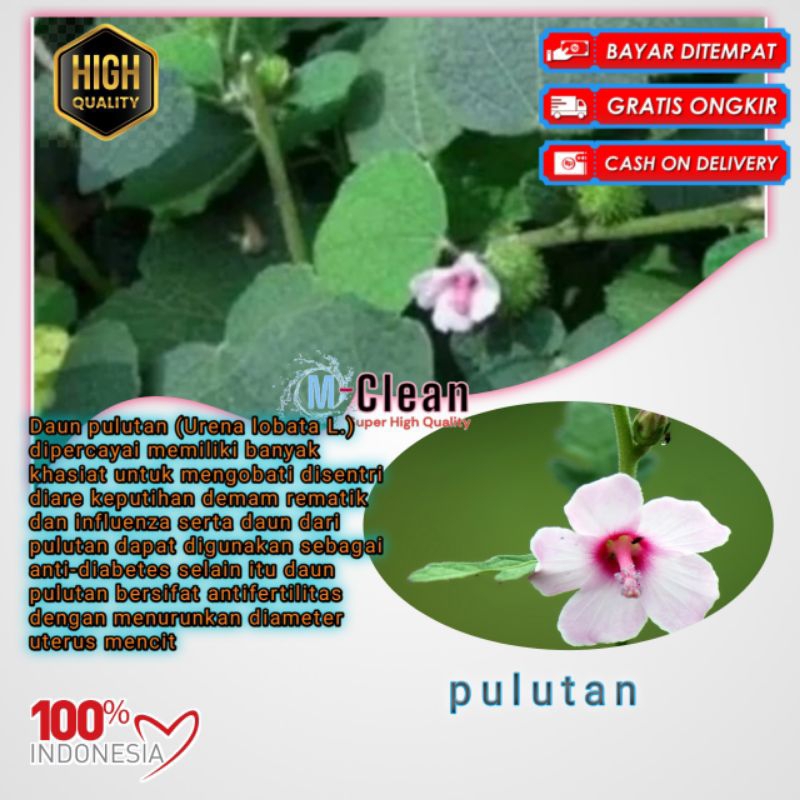 

daun pulutan segar perlembar