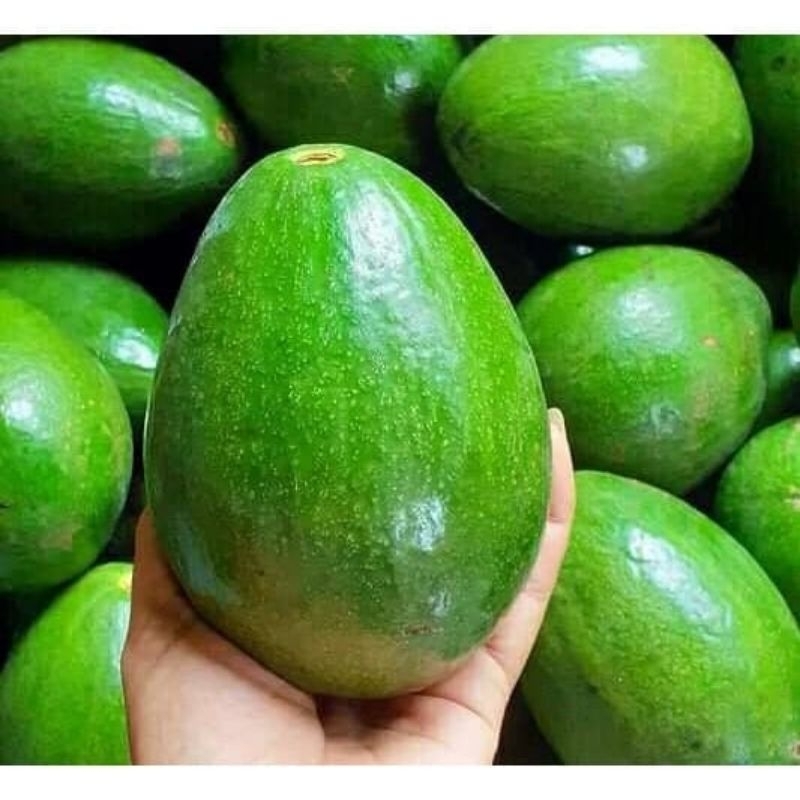 

Alpukat mentega 1,2kg atau 1200gr