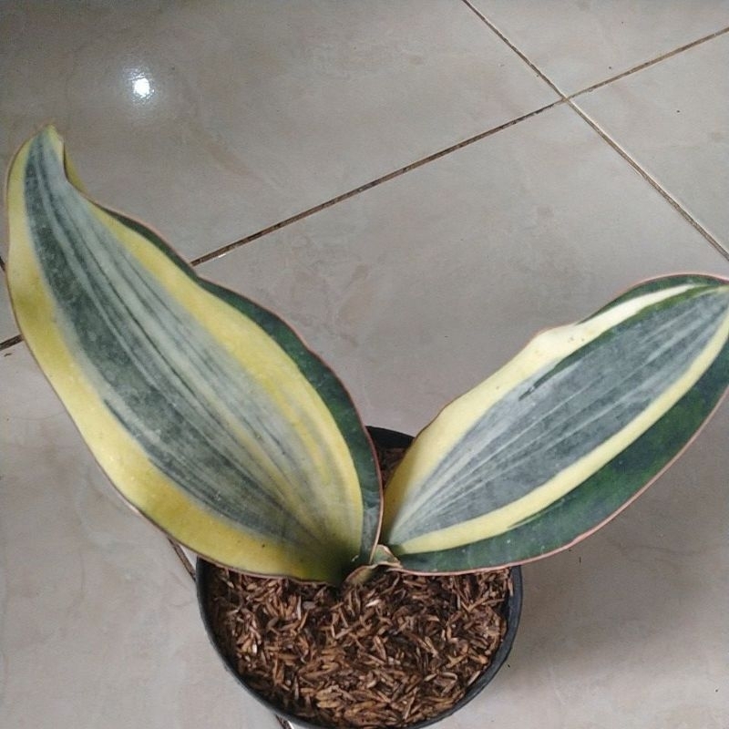 sansevieria masoniana variegata