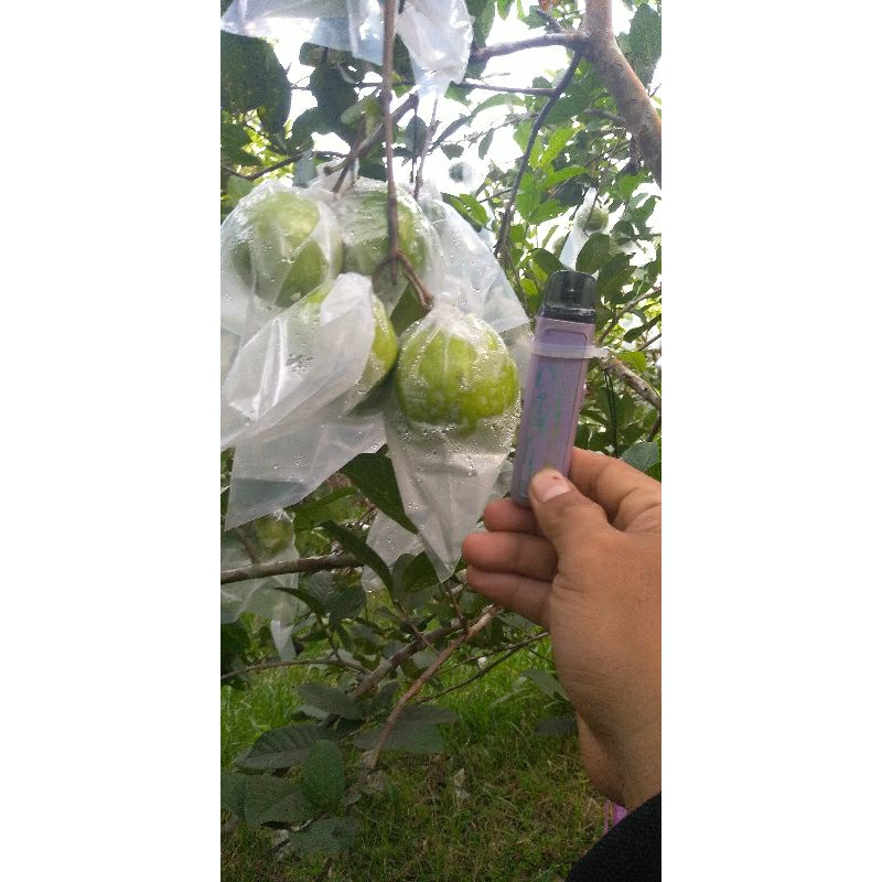 

JAMBU KRISTAL LANGSUNG DARI KEBUN