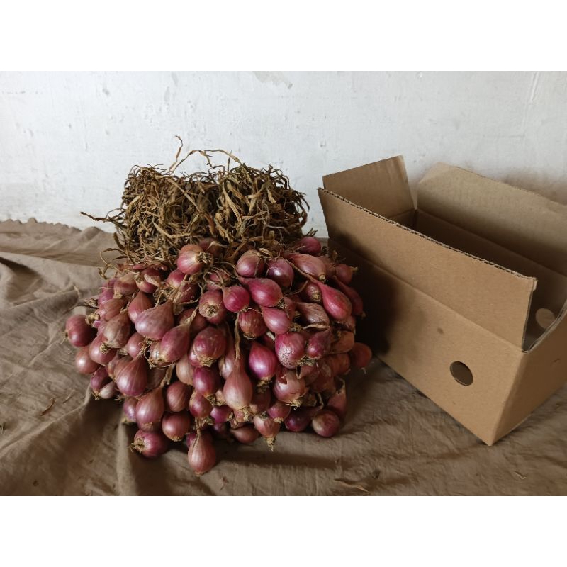 

Bawang Merah Asli Brebes
