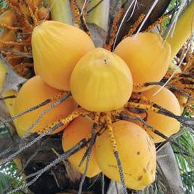 

KUKURING Buah Kelapa Gading Muda Segar 1 Kg Murah [ UTUH BELUM DI KUPAS ]