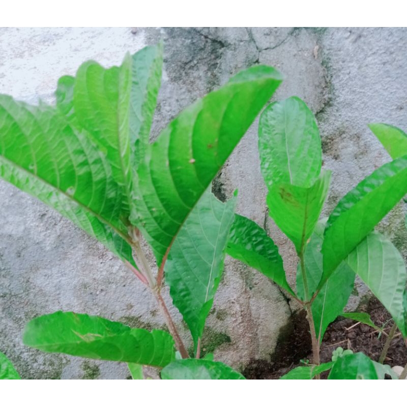 

daun pletekan/kencono wungu/organik segar 200g