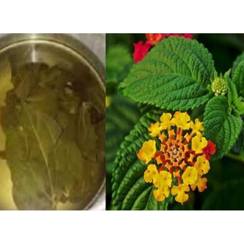 

Daun bunga tembelekan asli organik berat 100g untuk obat herba bunga lantenal