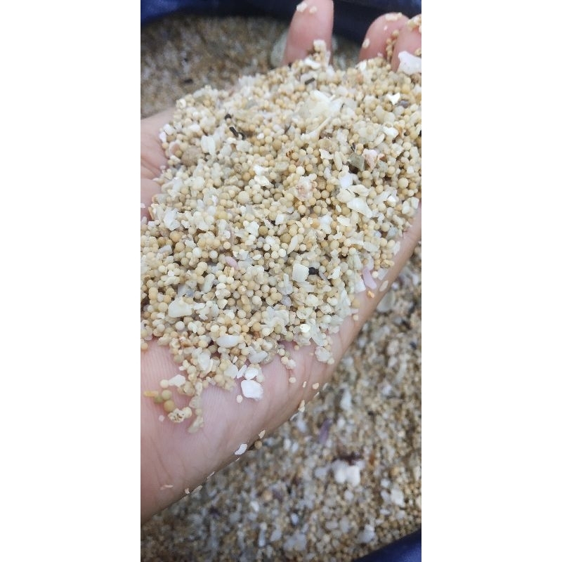 pasir laut putih/pasir Bali/pasir aquarium/pasir Aquatic/pasir hiasan taman