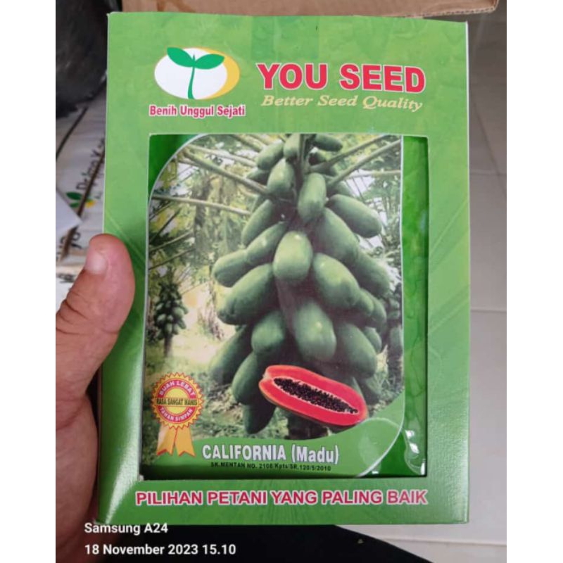 pepaya california madu 500 - 600 seed