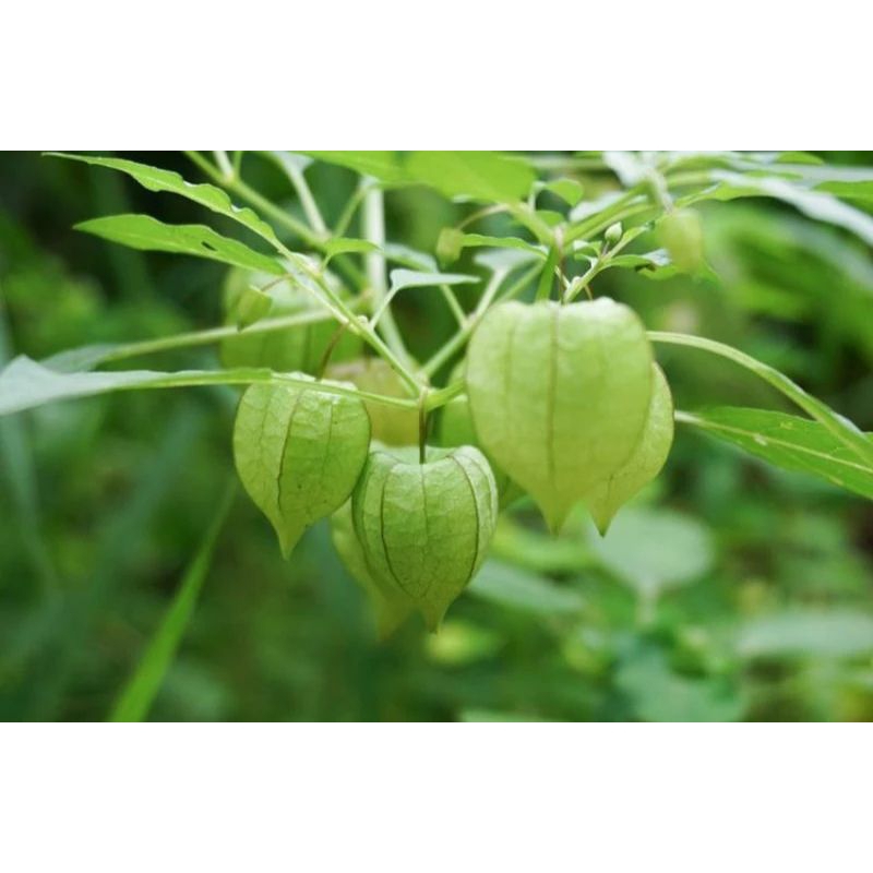 

buah ceplukan murah 100 gram