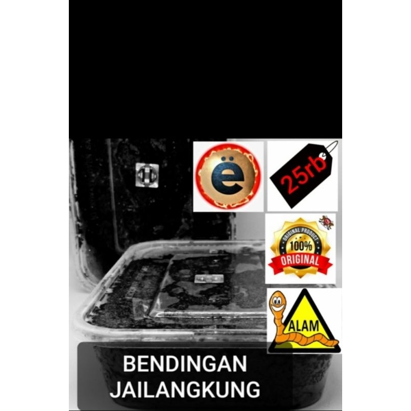 Bendingan jlangkung / media pengundang ikan Galatama lele .by eynoa