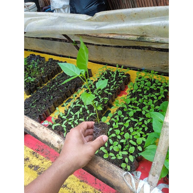 ID (10 POHON) BIBIT CABE RAWIT SIAP TANAM - BIBIT CABE RAWIT UNGGUL - BIBIT CABE RAWIT UNGGUL SIAP
