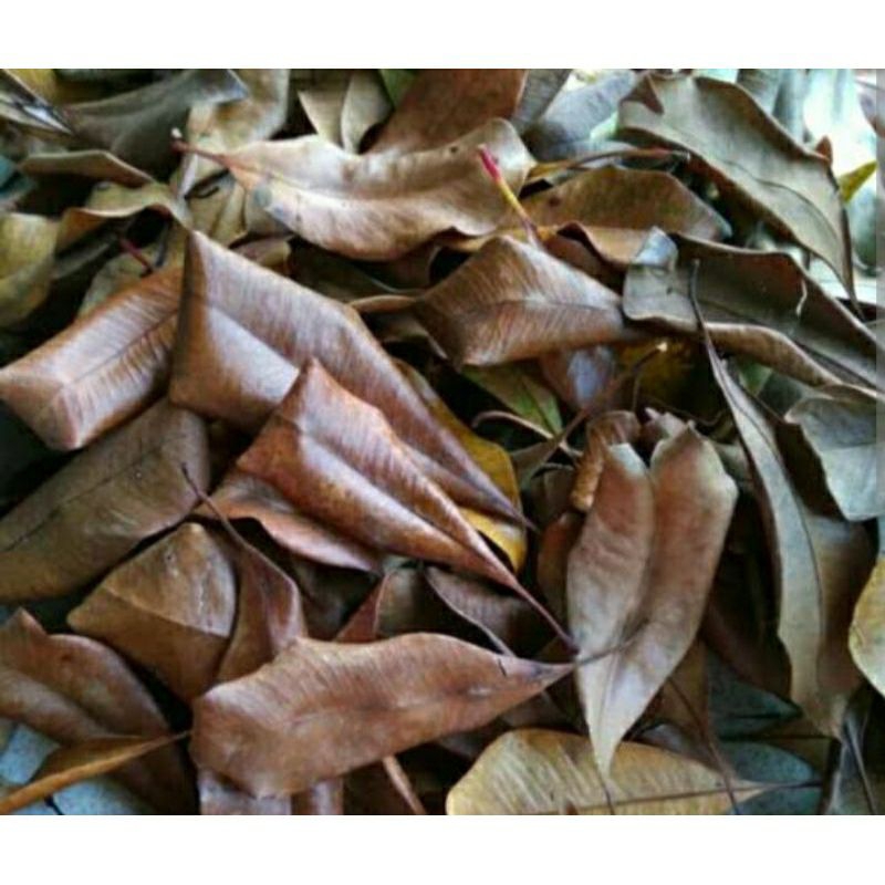 

daun cengkeh kering