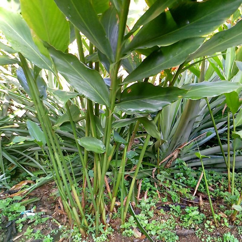 bibit kapulaga hibrida siap tanam beli 10 geratis 2