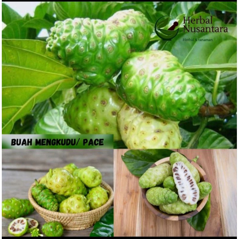 

buah mengkudu 1kg