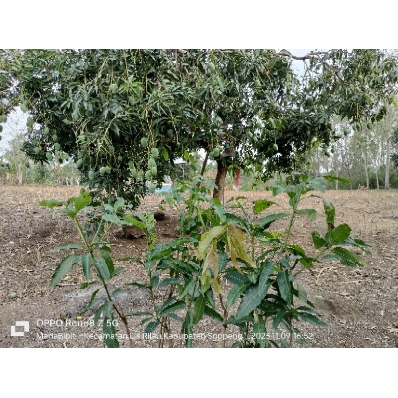 Mangga Harumanis okulasi