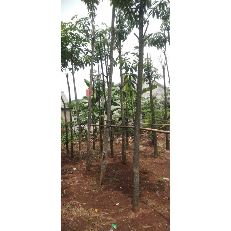 Pohon hias pule tunggal tinggi 3/4m sudah termasuk ongkos kirim