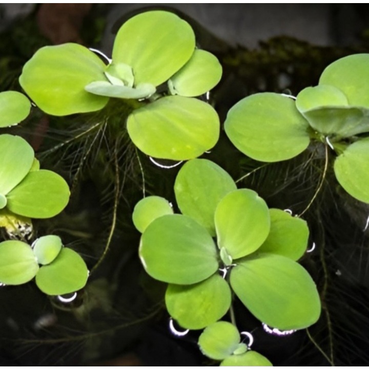 Tanaman Air Apung Peneduh Kolam Tanaman Amazon Frogbit Aquascape
