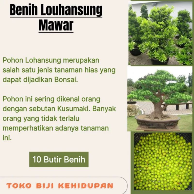 BIJI BENIH POHON LOHANSUNG MAWAR KUALITAS PREMIUM (BAHAN BONSAI)