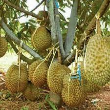 Bibit Tanaman Durian Musaking Batang Besar kaki 3 Siap Berbuah