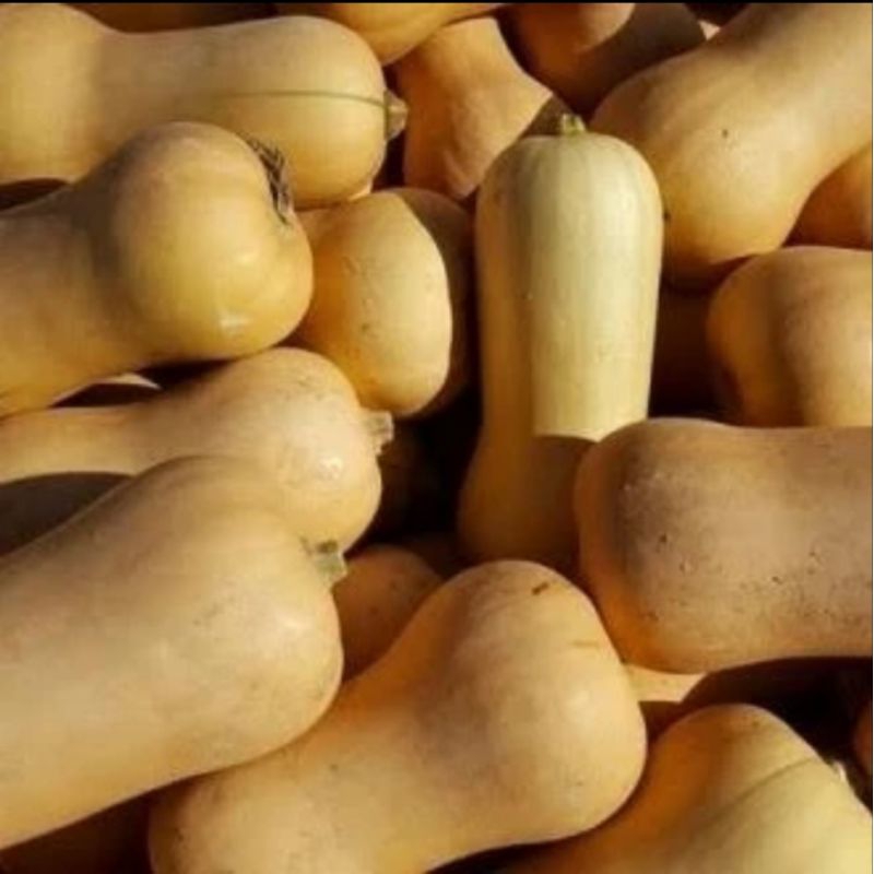 

BSM | TERMURAH Labu Butternut per kg / Labu Madu Butternut / Labu Madu