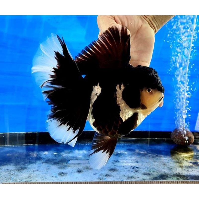 ikan koki oranda panda 11-13cm jumbo