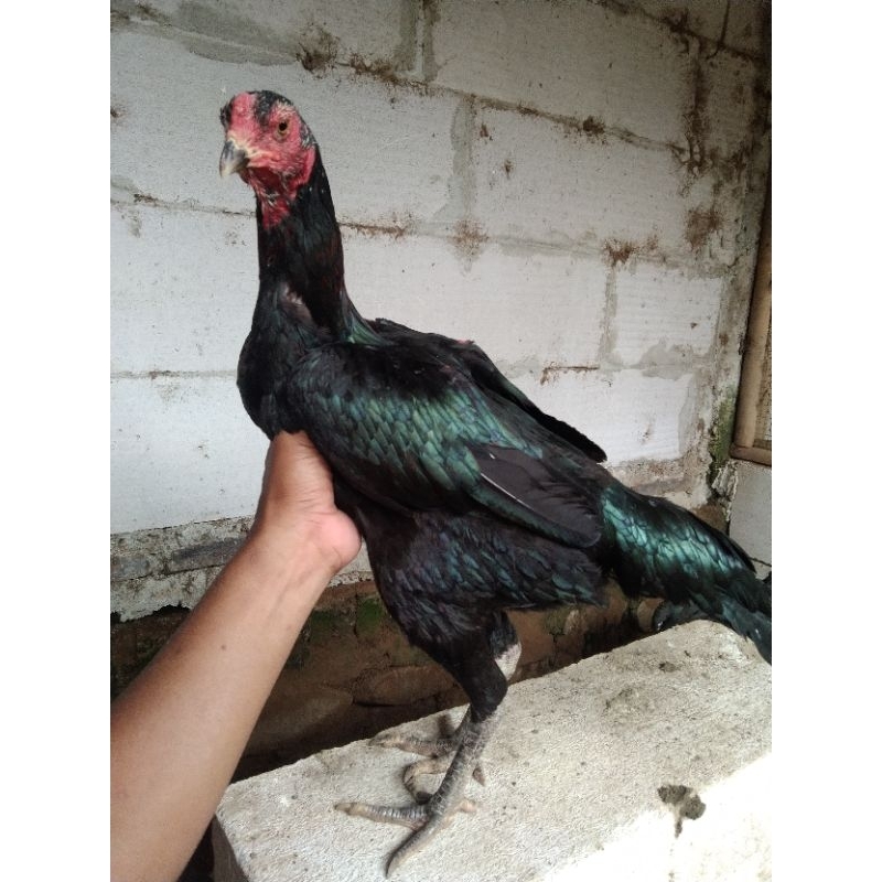 

Telur Ayam Pakhoy Drumband - Pakhoy Style Drumband