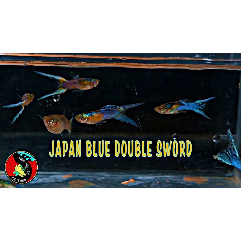 guppy japan blue double sword