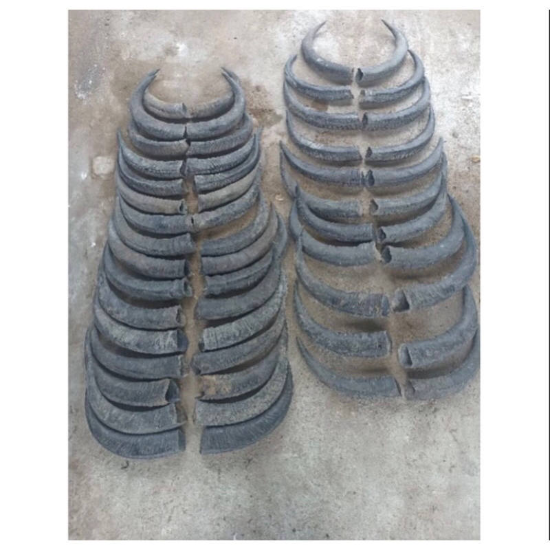 TANDUK KERBAU PASANGAN PANJANG(Tidak Padat/Kosongan) 55cm-65cm
