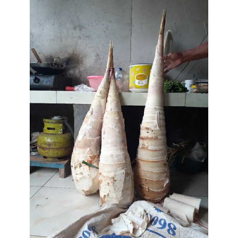 

iwung bokol/iwung bambu bokol/iwung bambu besar