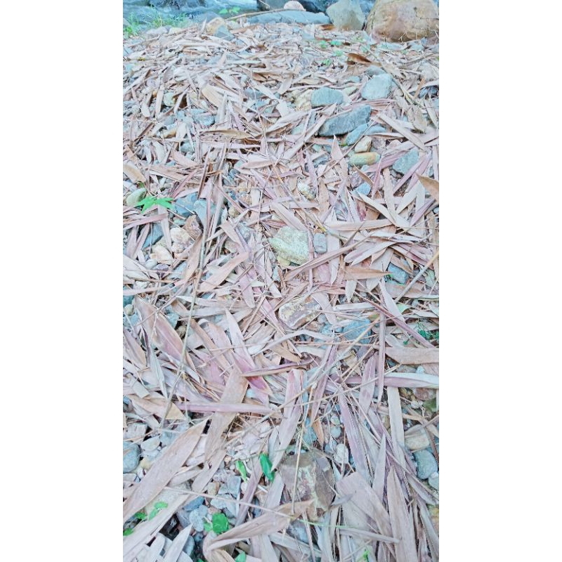 Daun bambu kering