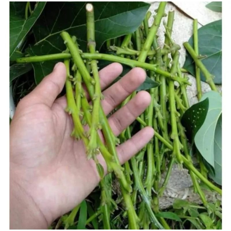 1 paket isi 3 Entres / batang segar / Cutting Alpukat Kelud