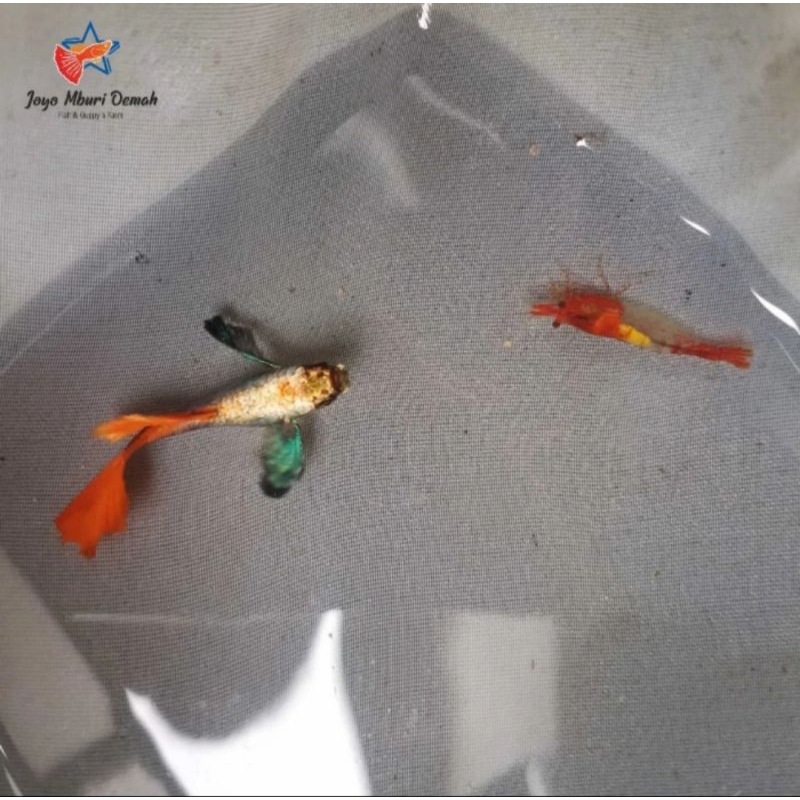GUPPY PRTDE ASIA
INDUKAN SIAP BROLL 
USIA 3,5 BULAN 
BETINA FULL TELUR BIG SIZE