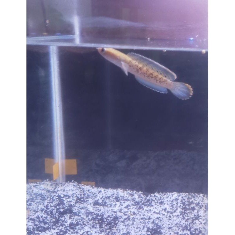 stewarti karbialong size 5-6 doyan pelet bahan kontes