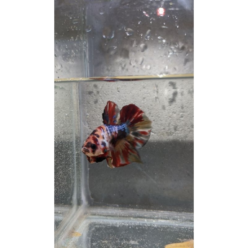 ikan cupang Giant / raksasa / jayen