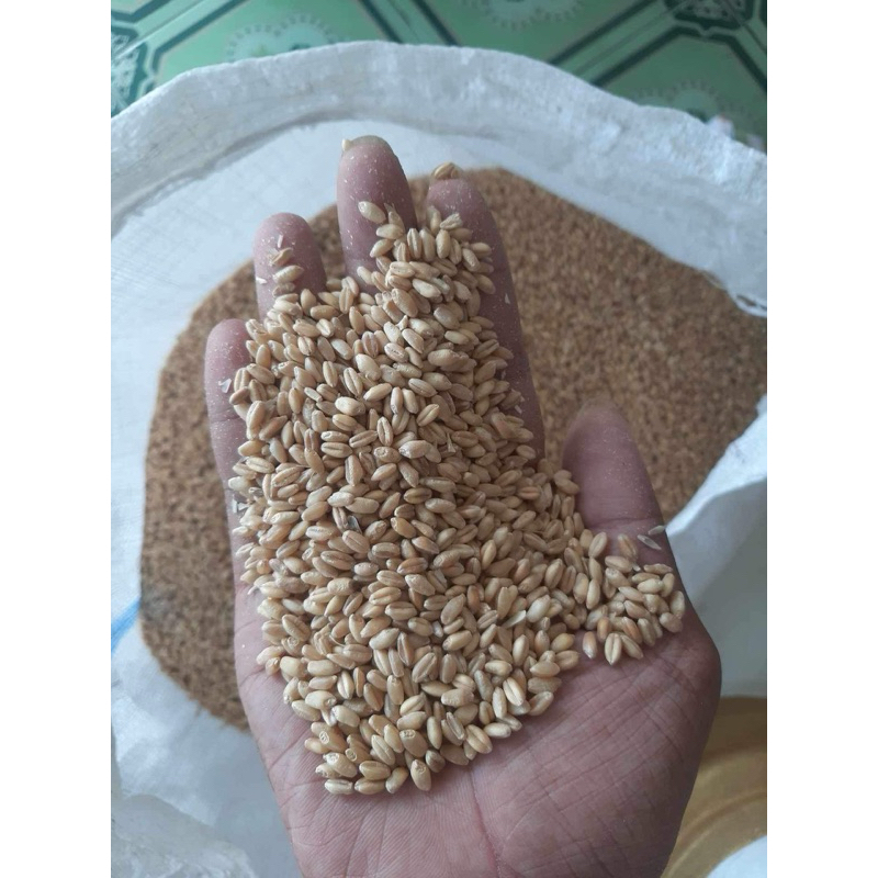 

GANDUM biji gandum 500g bersih murni